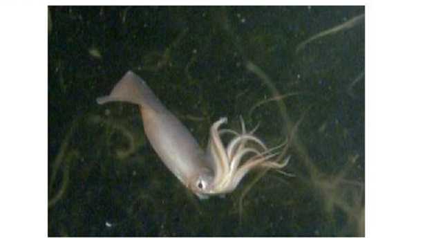 Calamaro di Humboldt