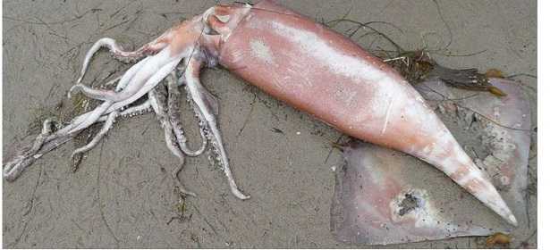 Calamaro di Humboldt