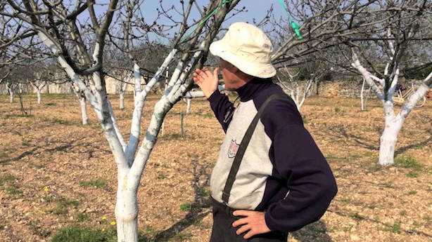 calce spenta agricoltura tronchi