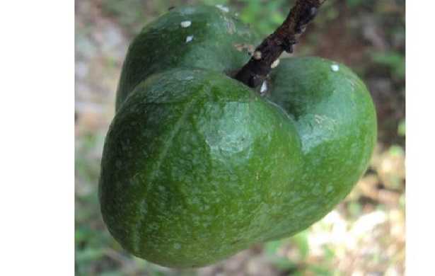 Caucciù: lavorazione