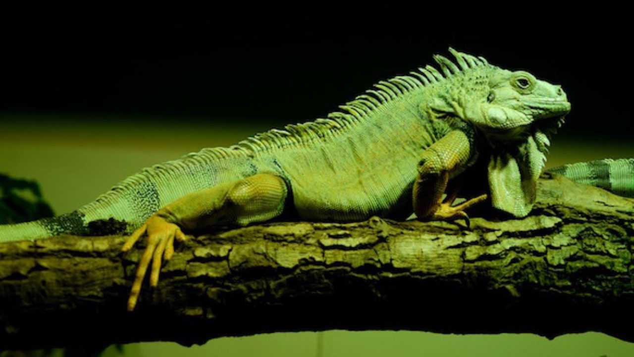 Come Allevare Un Iguana Idee Green