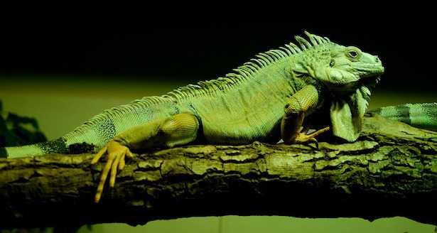 come allevare un iguana