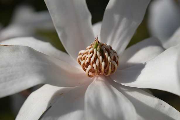 come coltivare una magnolia stellata
