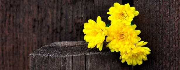 Crisantemi gialli 