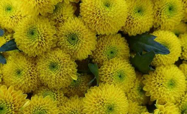 Crisantemi gialli 