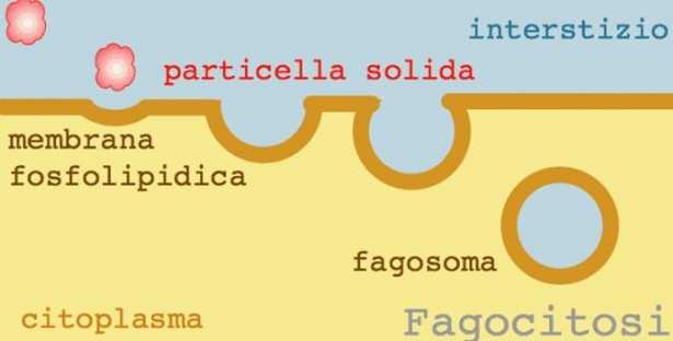 Fagocitosi: fasi