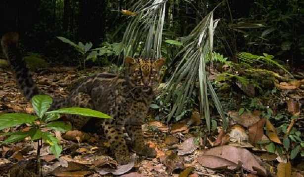 Felino asiatico del Sud Est