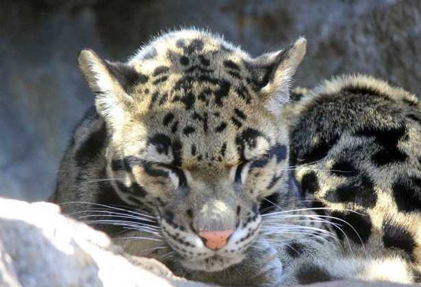 Felino asiatico con magnifica pelliccia