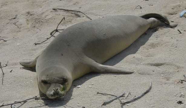 Foca monaca: animale