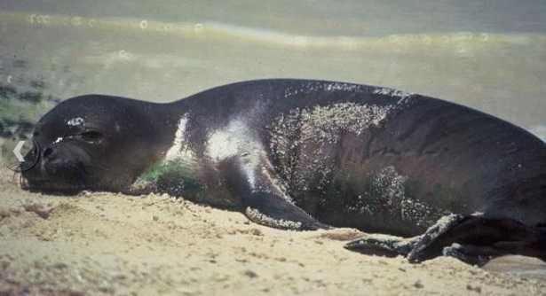 Foca monaca: immagini