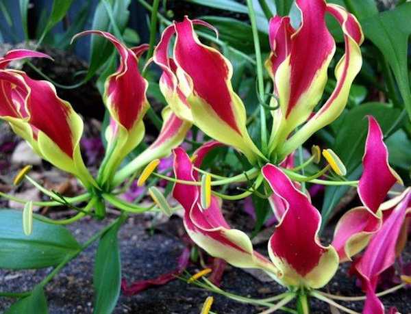 gloriosa pianta