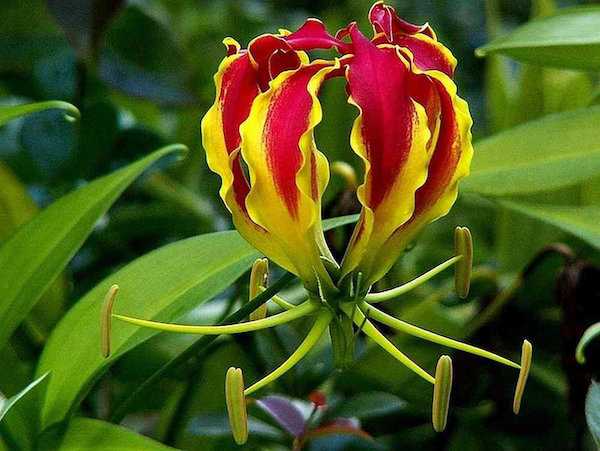 gloriosa superba