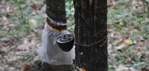 Gomma naturale Gomma naturale