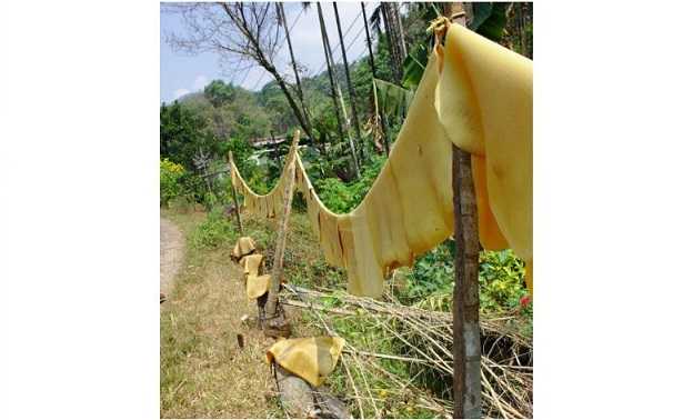 Gomma naturale Gomma naturale