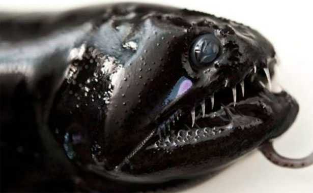 Idiacanthus Atlanticus