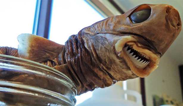 isistius brasiliensis