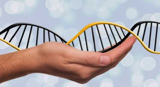 Istocompatibilità HLA Istocompatibilità HLA