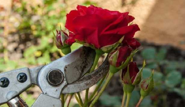 Lavori di giardinaggio