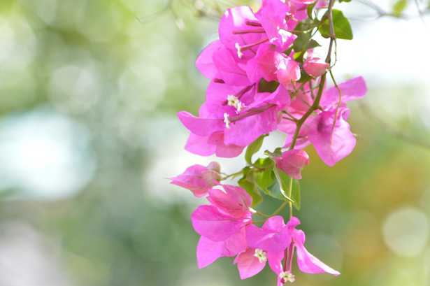 moltiplicare la bougainvillea