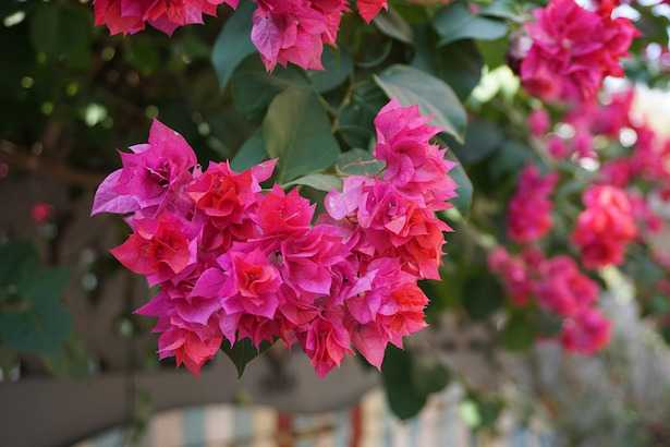 moltiplicazione bougainvillea