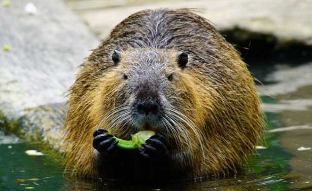 Nutria gigante
