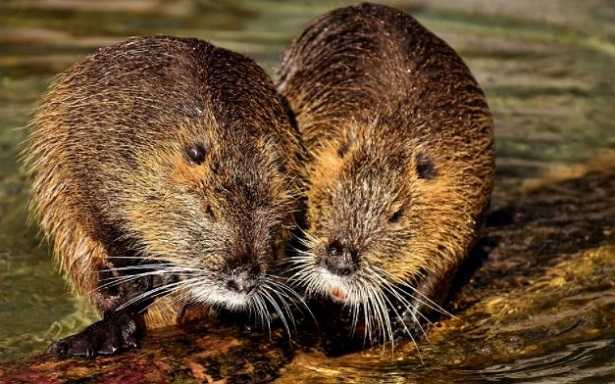 coppia di nutrie