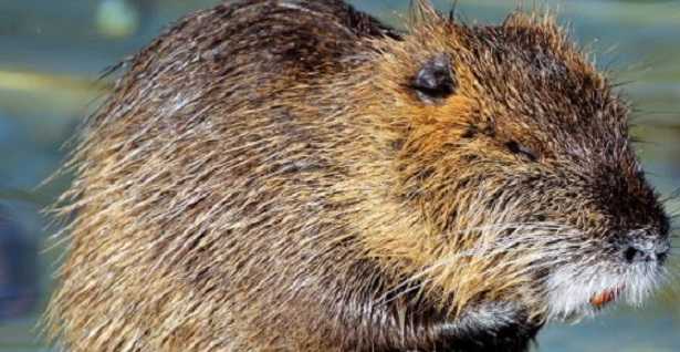 Nutria