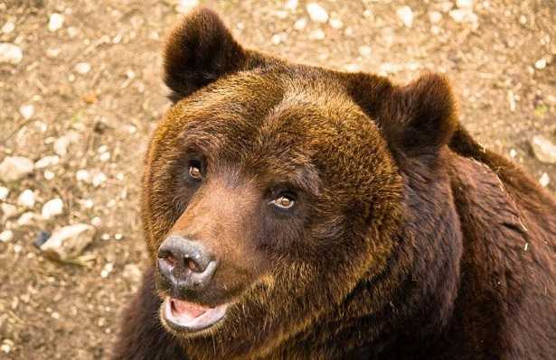 Orso marsicano bruno Orso marsicano bruno