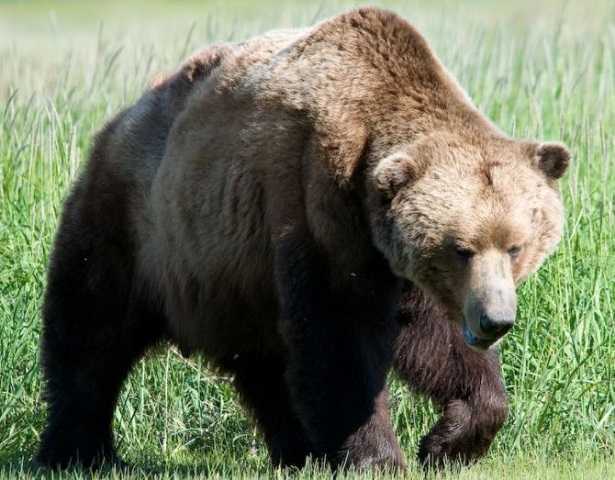 Orso marsicano bruno Orso marsicano bruno