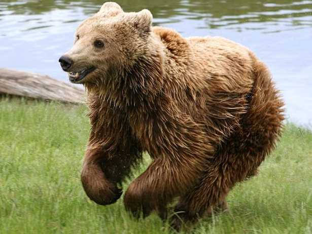 Orso marsicano bruno Orso marsicano bruno