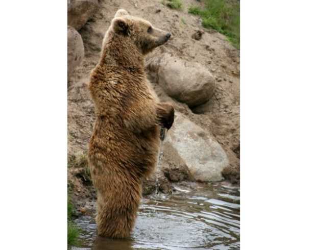 Orso marsicano bruno Orso marsicano bruno