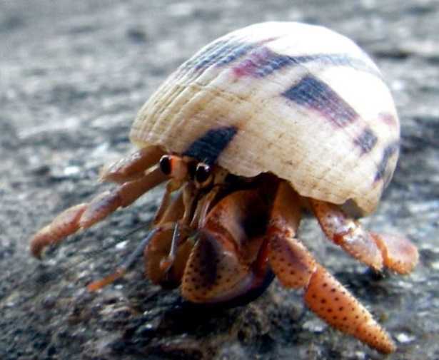 Paguro Bernardo: caratteristiche