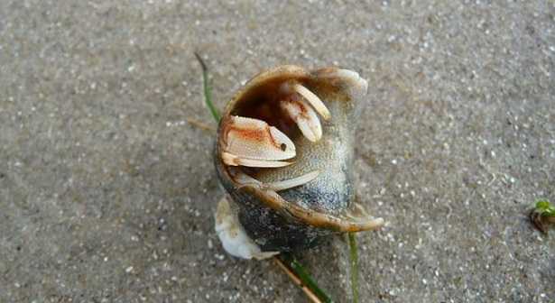 Paguro Bernardo: simbiosi