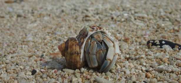 Paguro Bernardo: attinia