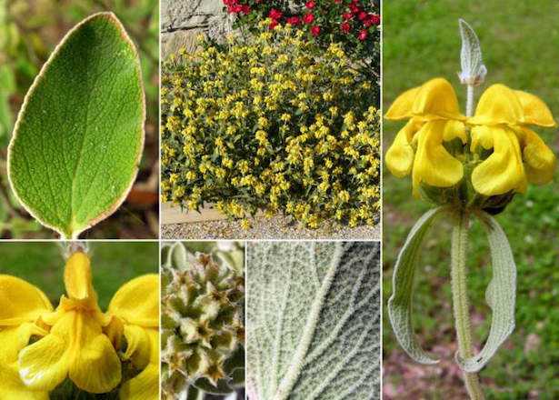 piante resistenti alla siccità