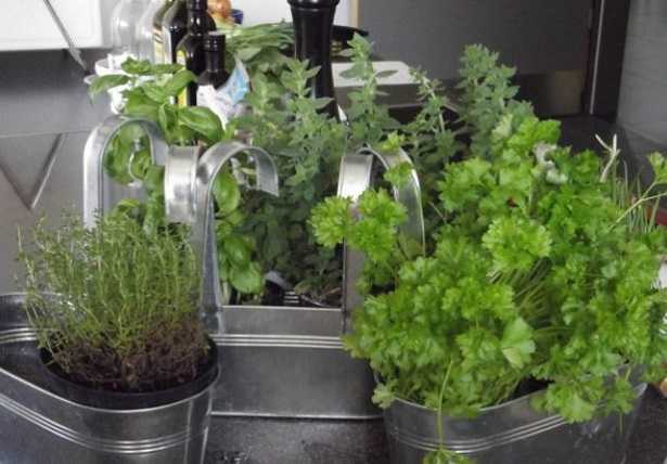 Piante in cucina Piante in cucina