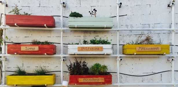 Piante in cucina Piante in cucina