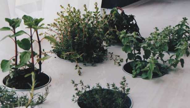 Pianta in cucina fiorite Pianta in cucina fiorite