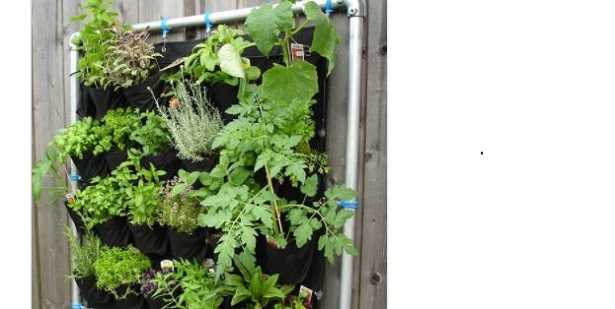 Piante verticali in vaso