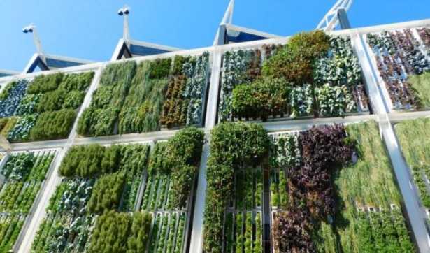 Piante verticali in vaso