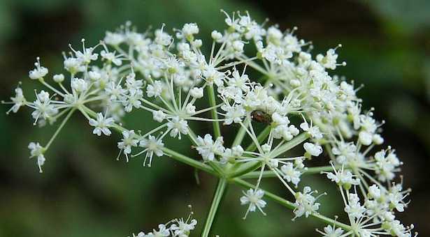 pimparella in cucina coltivazione