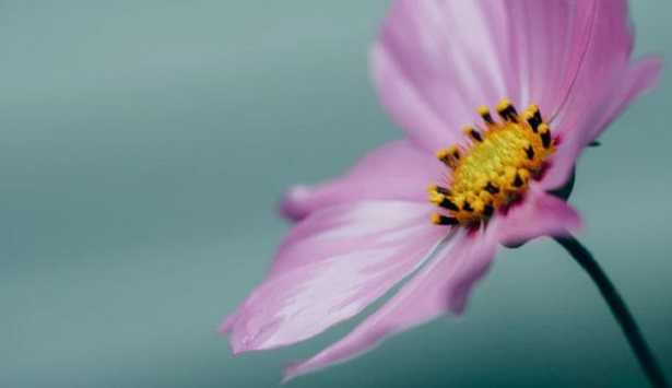 Pistillo del fiore Pistillo del fiore