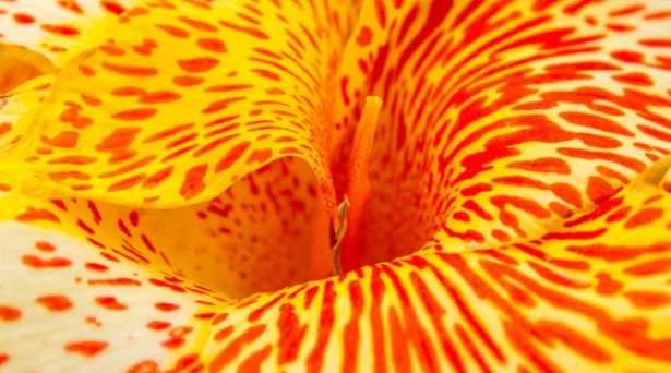 Pistillo del fiore Pistillo del fiore