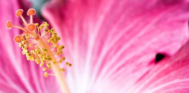 Pistillo del fiore Pistillo del fiore