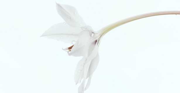 Pistillo del fiore Pistillo del fiore