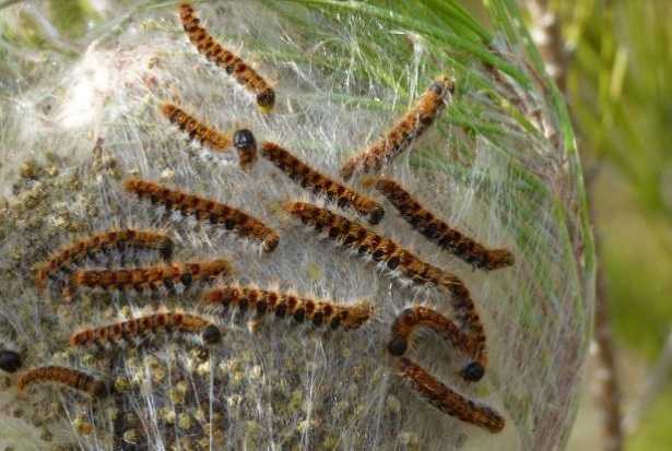Processionaria nel cane