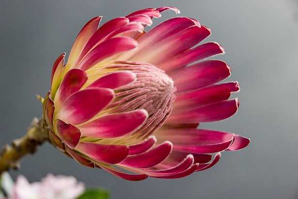 protea fiore da recidere