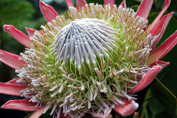 protea pianta coltivazione