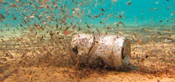 Reati ambientali Reati ambientali