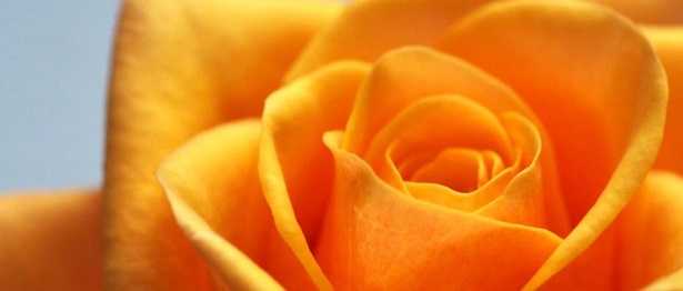 Rose da interno: terriccio